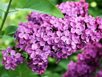 Are Lilacs Edible?