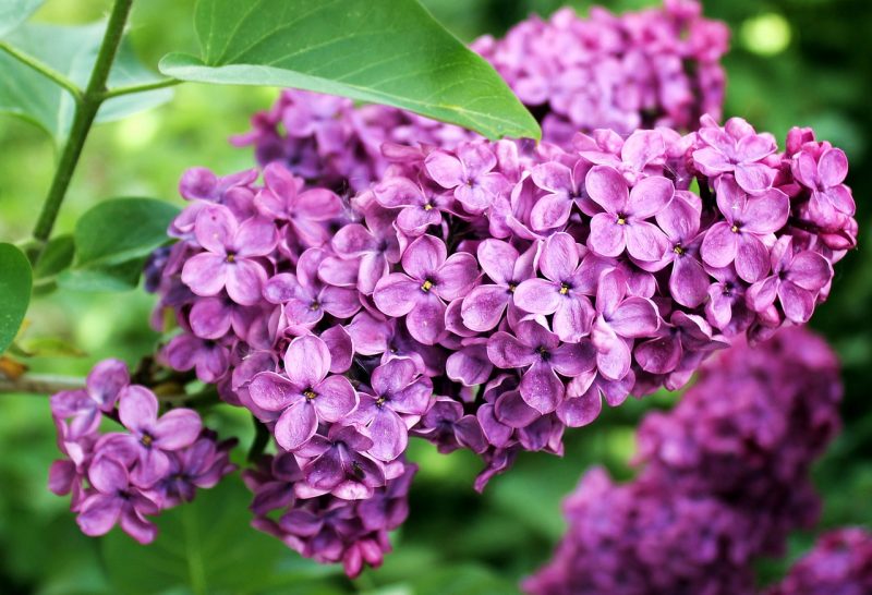 Are Lilacs Edible? Plant Spotter
