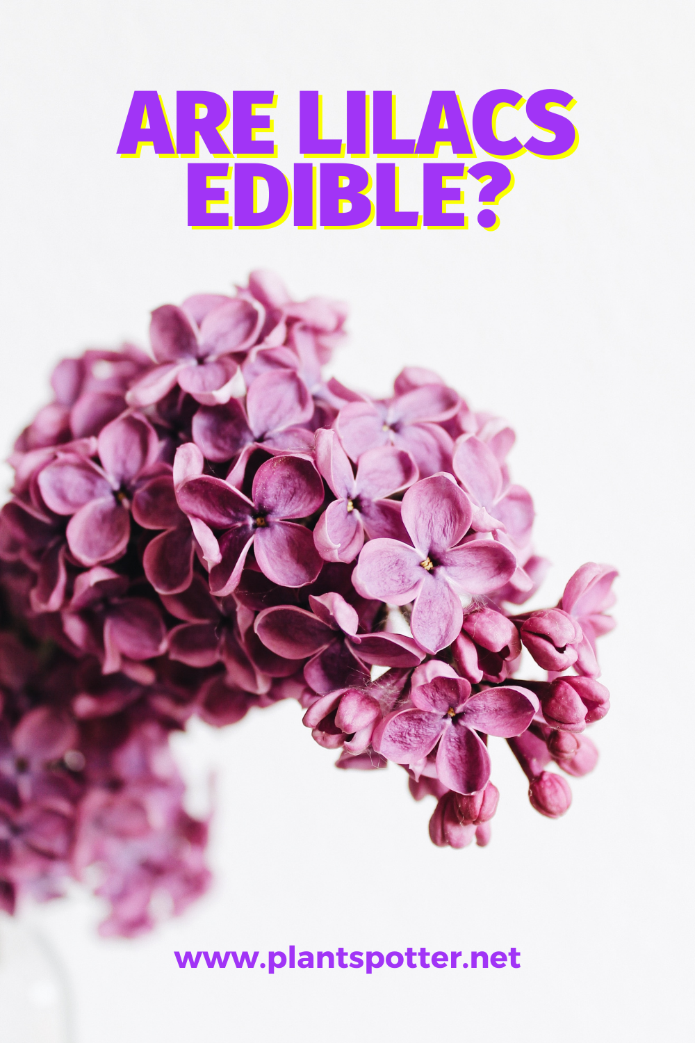 Are Lilacs Edible?