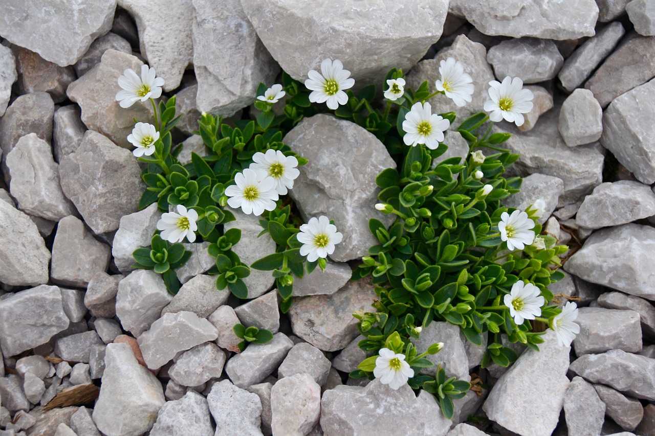 Garden rocks