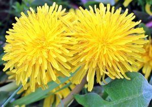 Make and Use Dandelion Oil