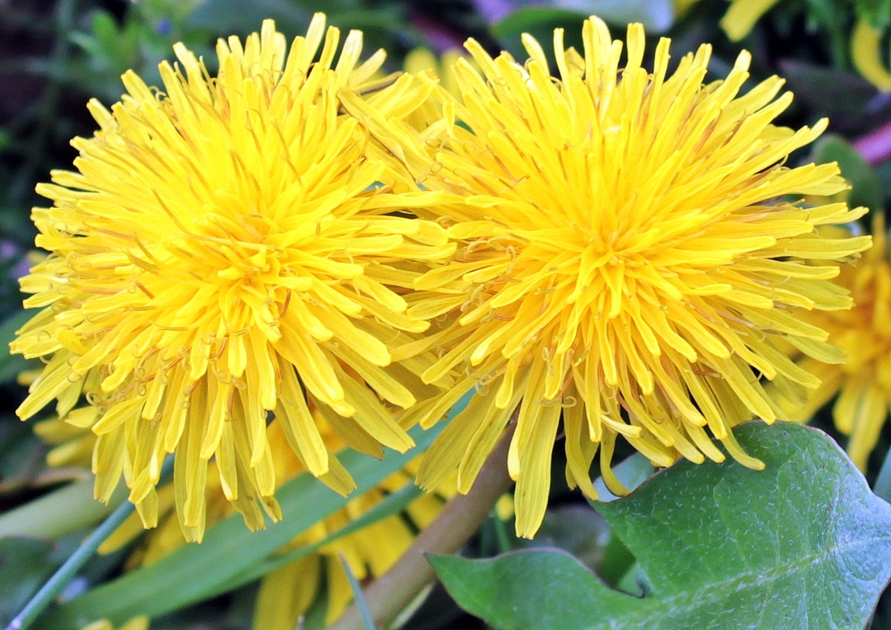 Make and Use Dandelion Oil