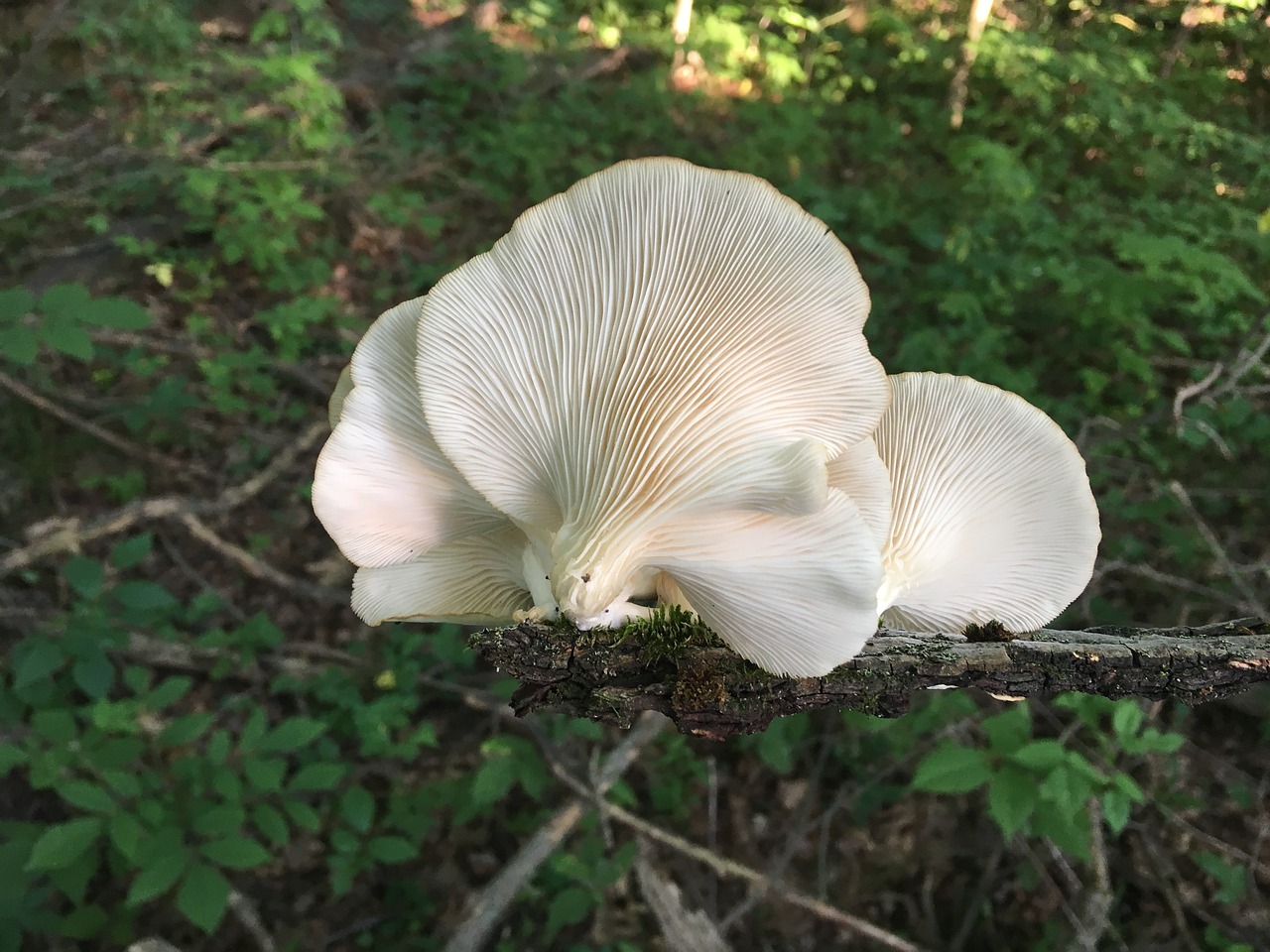 What are oyster mushrooms?