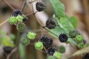 Abutilon theophrasti or Velvetleaf